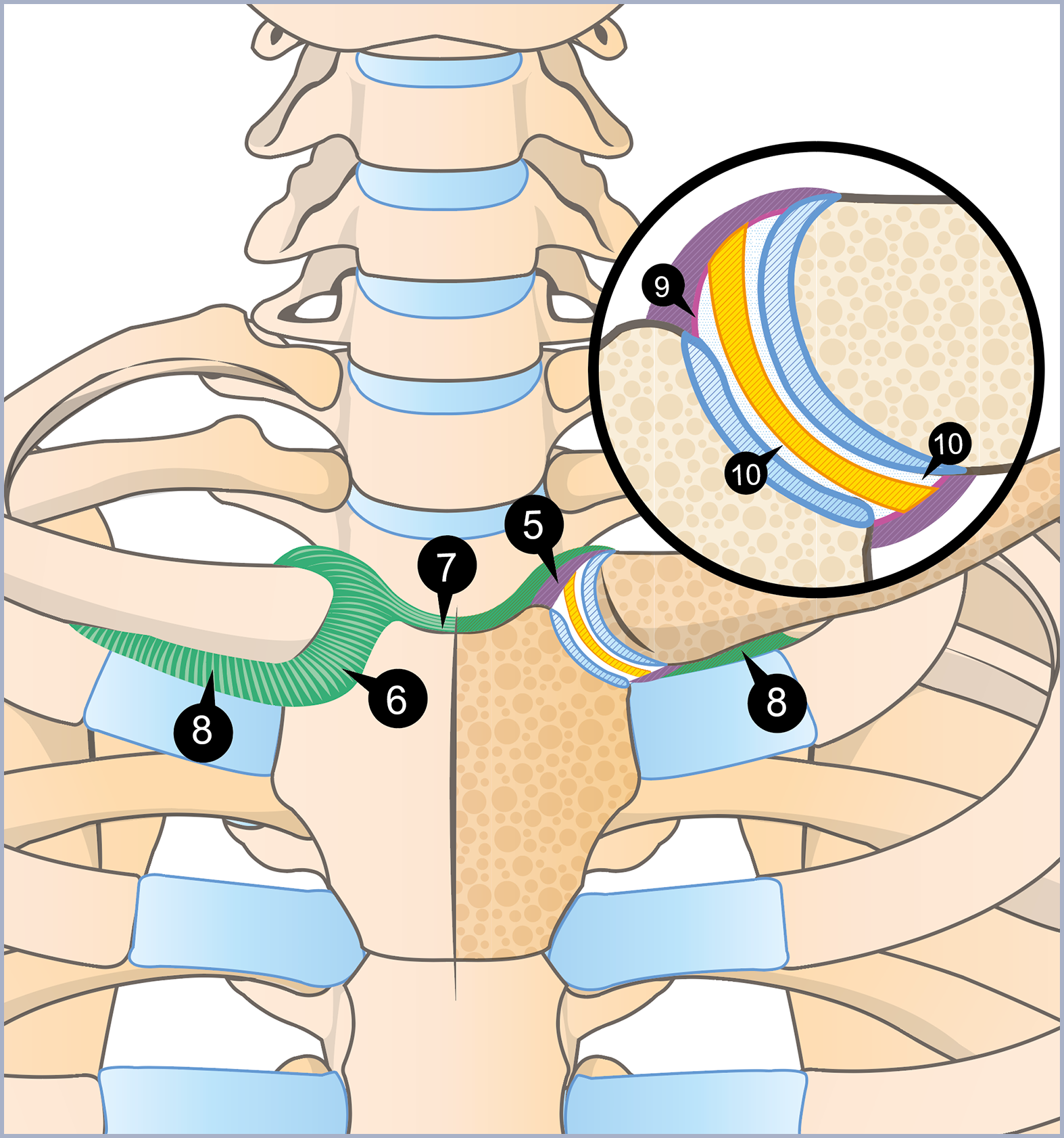 Comment Fonctionne L’Articulation Sterno-Claviculaire – GVIDQ
