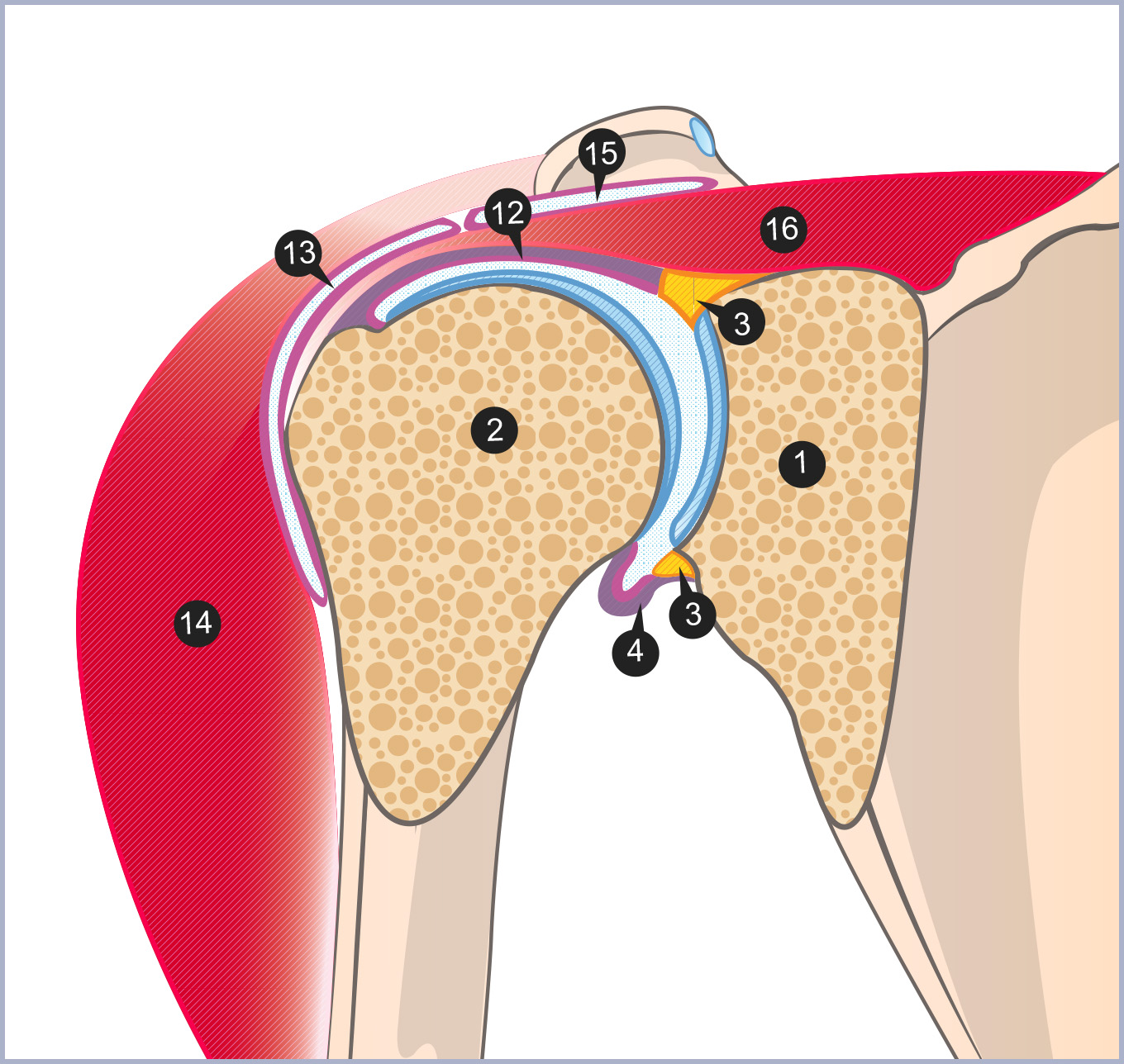Anatomie de l'épaule / L'épaule / Membre supérieur / Anthropotomia