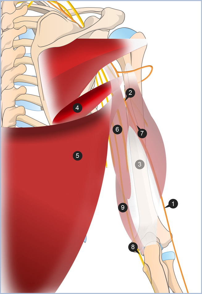 Loges dorsale et latérale de l'avant-bras / Anthropotomia