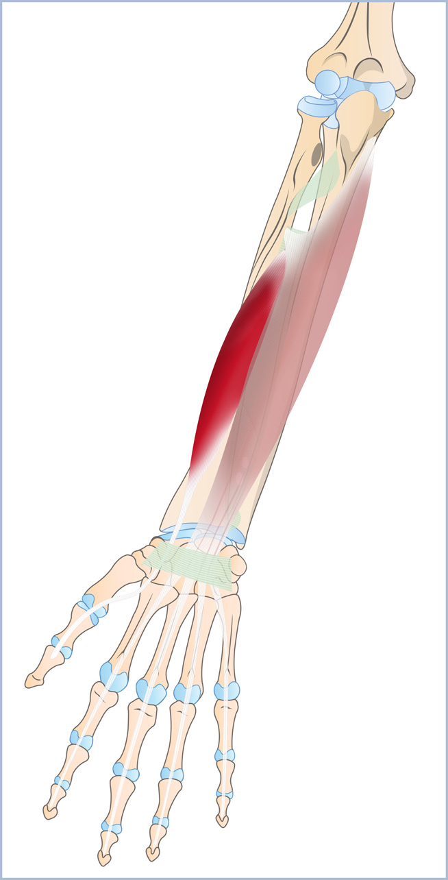 anatomie-de-l-avant-bras-l-avant-bras-membre-sup-rieur-anthropotomia